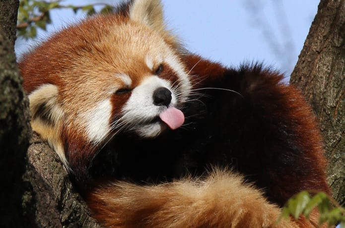 A still from "The Firefox Guardian", a wildlife documentary directed by Gunjan about red pandas and community-driven conservation in Nepal.